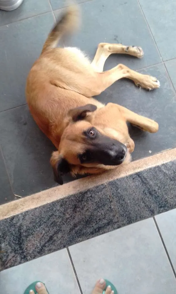 Cachorro ra a Indefinida idade 2 anos nome Simba