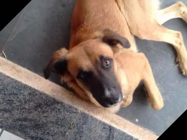 Cachorro ra a Indefinida idade 2 anos nome Simba