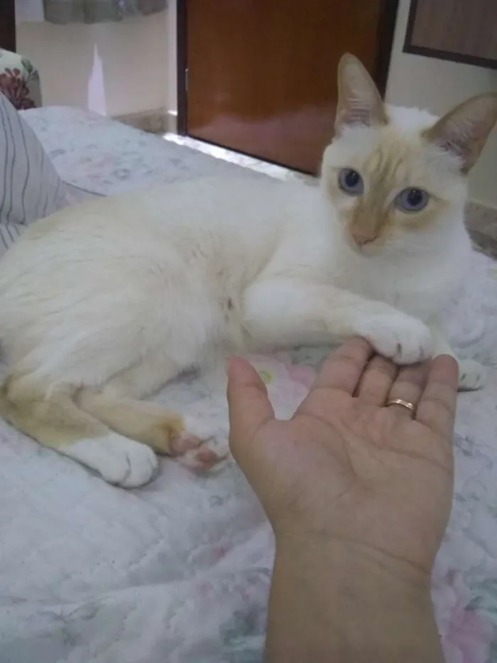 Gato ra a Siamês idade 4 anos nome Romeu