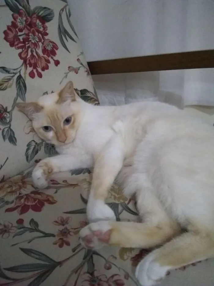 Gato ra a Siamês idade 4 anos nome Romeu