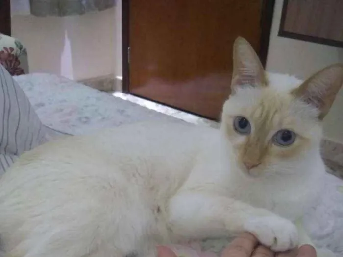 Gato ra a Siamês idade 4 anos nome Romeu