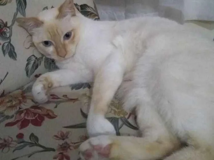 Gato ra a Siamês idade 4 anos nome Romeu