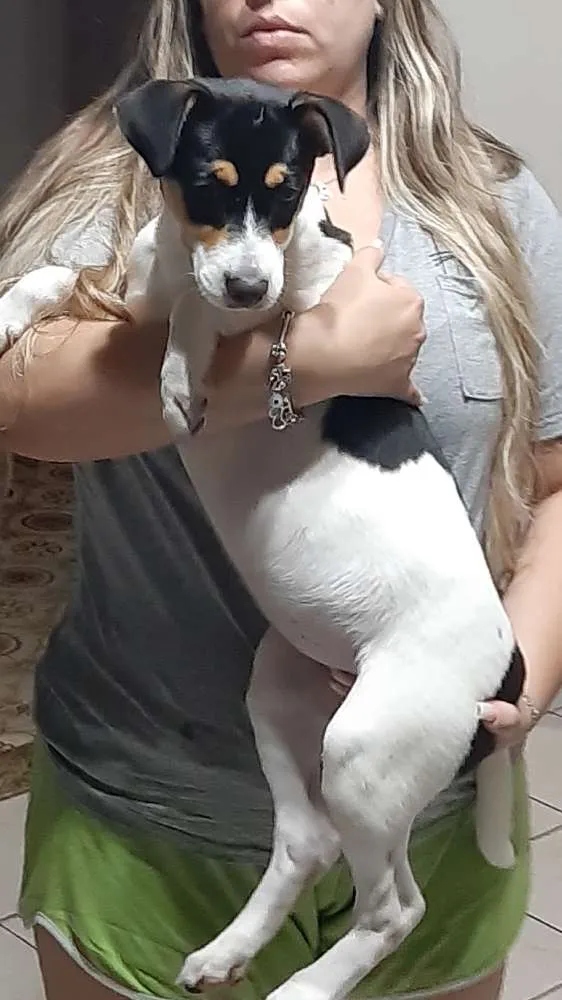 Cachorro ra a SRD idade 2 a 6 meses nome Maya