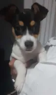 Maya
