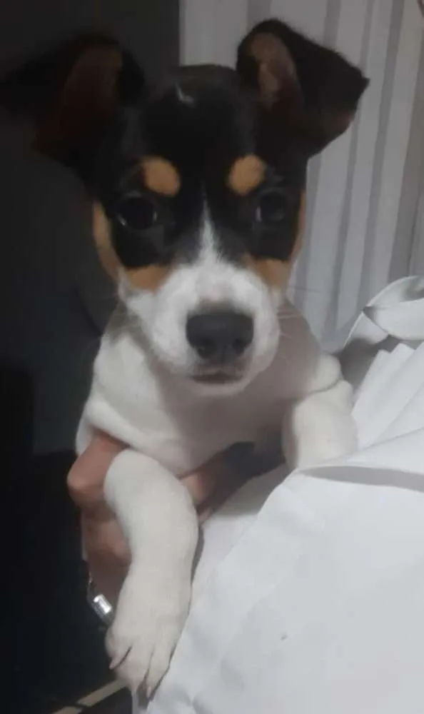 Cachorro ra a SRD idade 2 a 6 meses nome Maya