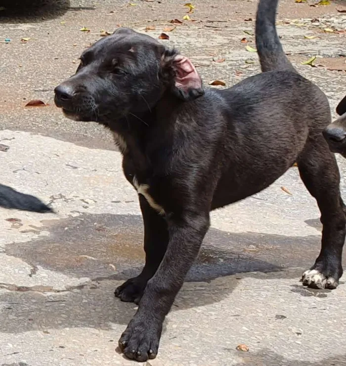 Cachorro raça Fila, Labrador, Rotwe  idade 2 a 6 meses nome Varios