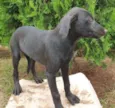 Varios