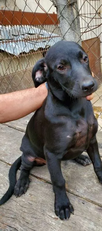Cachorro raça Fila, Labrador, Rotwe  idade 2 a 6 meses nome Varios