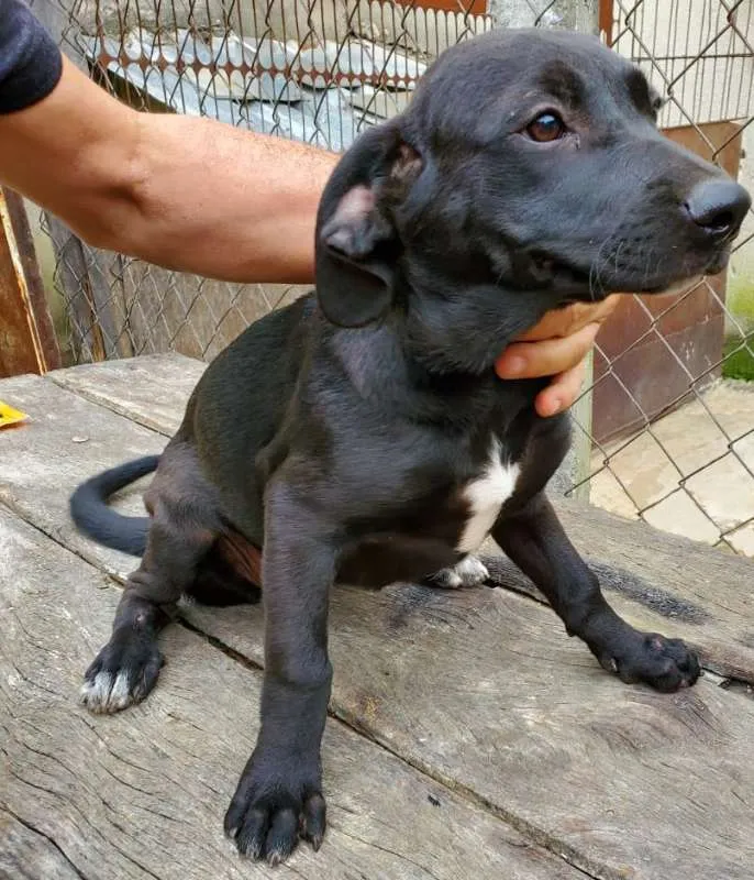 Cachorro raça Fila, Labrador, Rotwe  idade 2 a 6 meses nome Varios