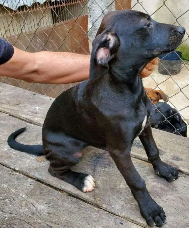 Cachorro raça Fila, Labrador, Rotwe  idade 2 a 6 meses nome Varios