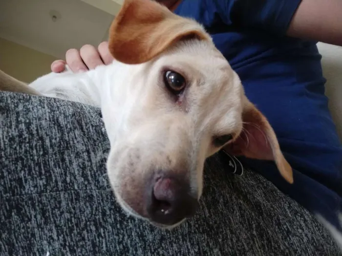 Cachorro ra a Vira lata idade 2 a 6 meses nome Rocky