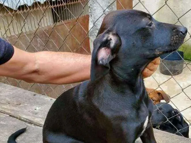 Cachorro raça Fila, Labrador, Rotwe  idade 2 a 6 meses nome Varios