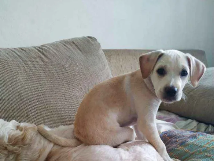 Cachorro ra a Vira lata idade 2 a 6 meses nome Rocky