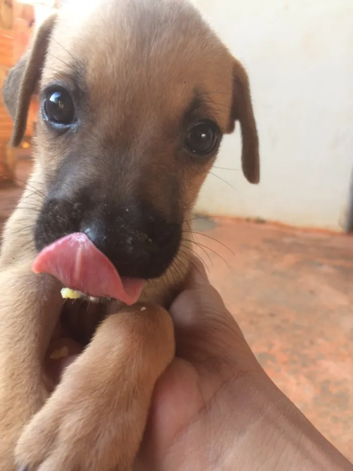 Cachorro ra a Vira lata  idade Abaixo de 2 meses nome Não tem nomes