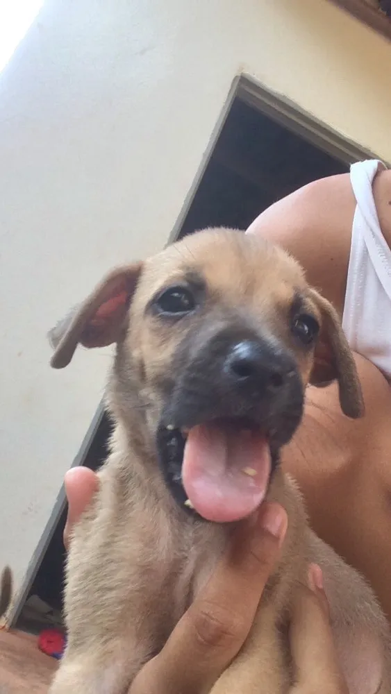 Cachorro ra a Vira lata  idade Abaixo de 2 meses nome Não tem nomes