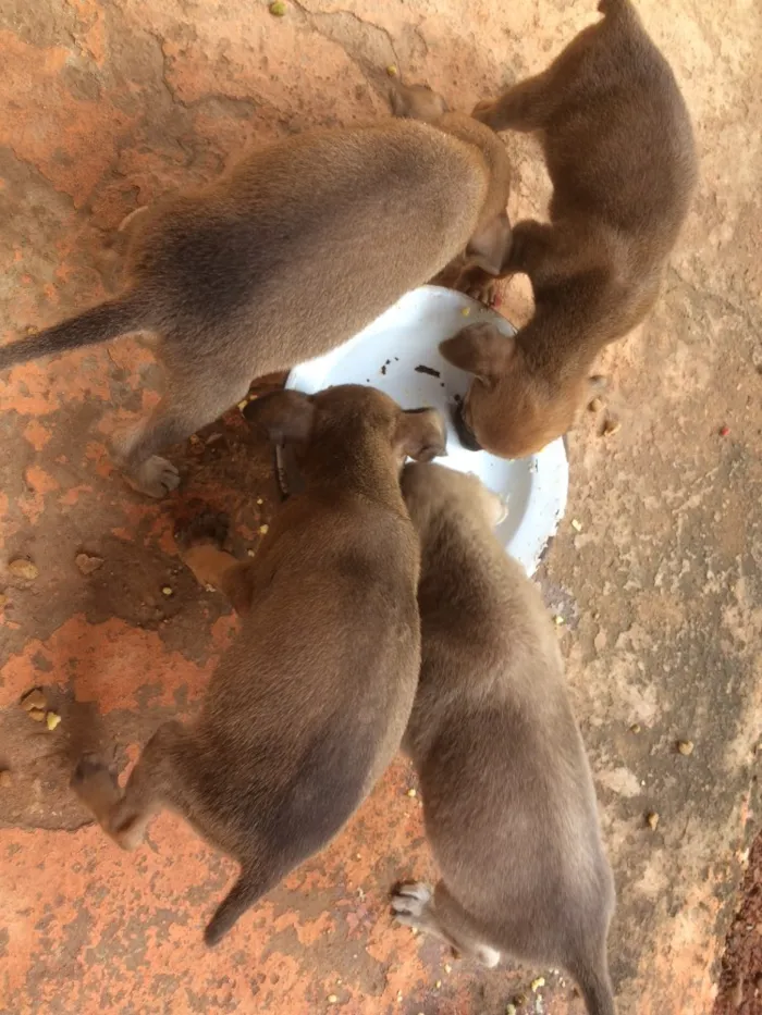 Cachorro ra a Vira lata  idade Abaixo de 2 meses nome Não tem nomes