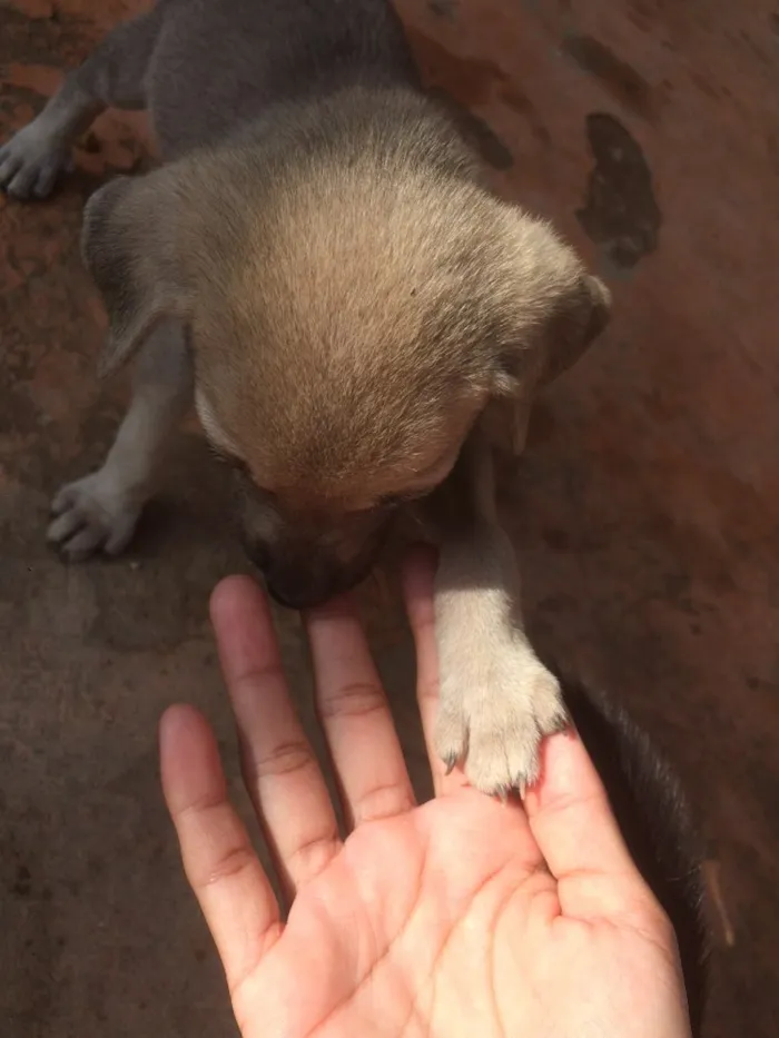 Cachorro ra a Vira lata  idade Abaixo de 2 meses nome Não tem nomes