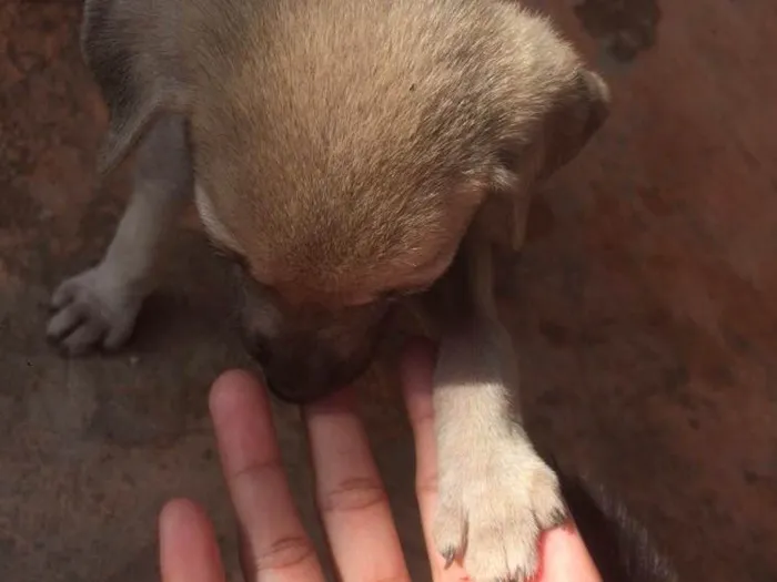 Cachorro ra a Vira lata  idade Abaixo de 2 meses nome Não tem nomes