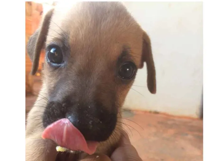 Cachorro ra a Vira lata  idade Abaixo de 2 meses nome Não tem nomes