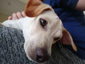 Cachorro raça Vira lata idade 2 a 6 meses nome Rocky