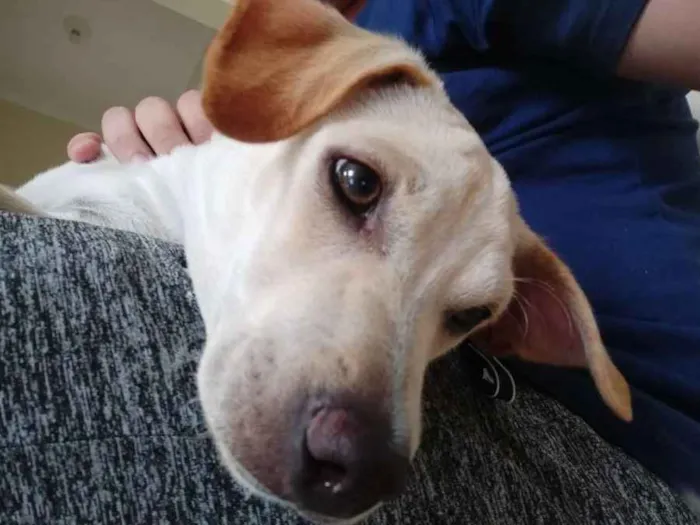 Cachorro ra a Vira lata idade 2 a 6 meses nome Rocky