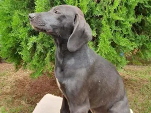Cachorro raça Fila, Labrador, Rotwe  idade 2 a 6 meses nome Varios