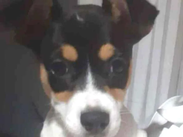 Cachorro ra a SRD idade 2 a 6 meses nome Maya