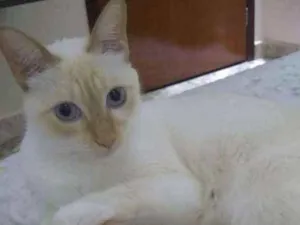 Gato raça Siamês idade 4 anos nome Romeu