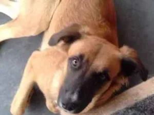 Cachorro raça Indefinida idade 2 anos nome Simba