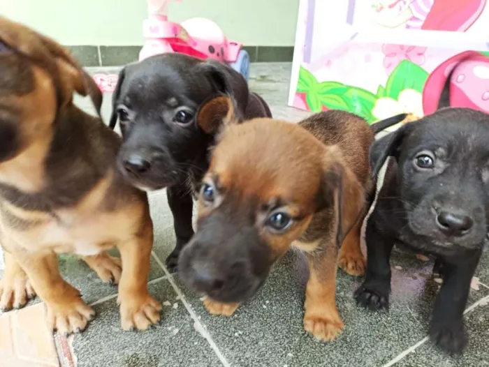 Cachorro ra a Vira lata idade 2 a 6 meses nome Sem nome - Filhotes