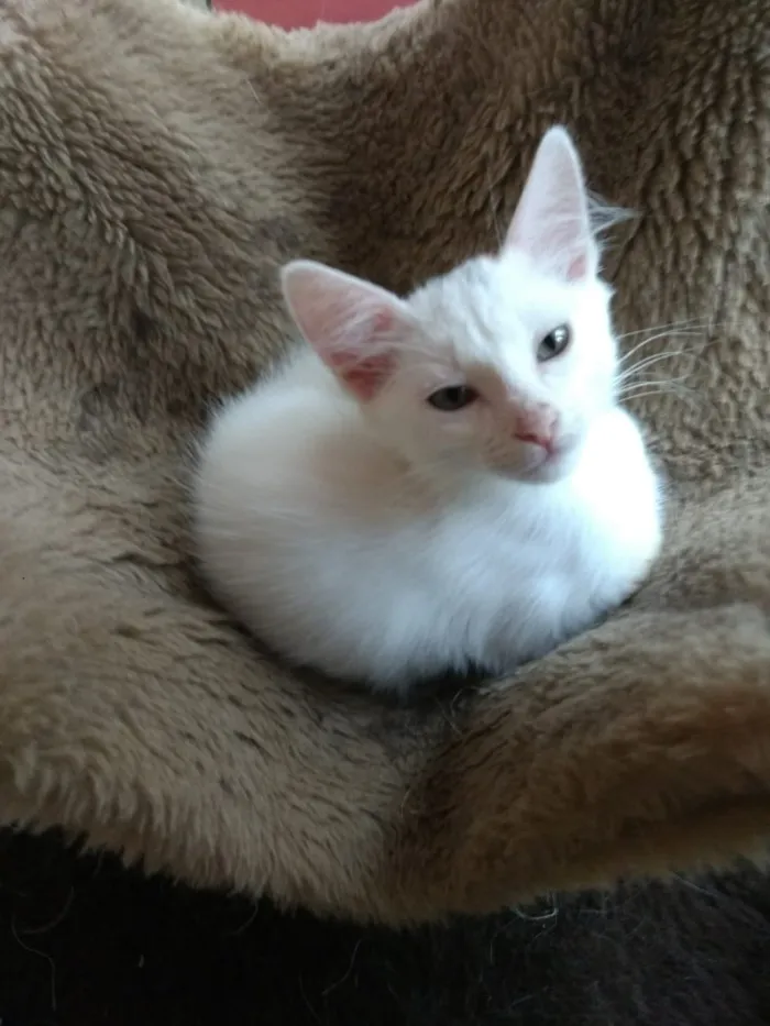 Gato ra a Srd  idade Abaixo de 2 meses nome Neve lindo bebê 
