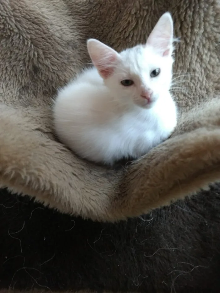Gato ra a Srd  idade Abaixo de 2 meses nome Neve lindo bebê 