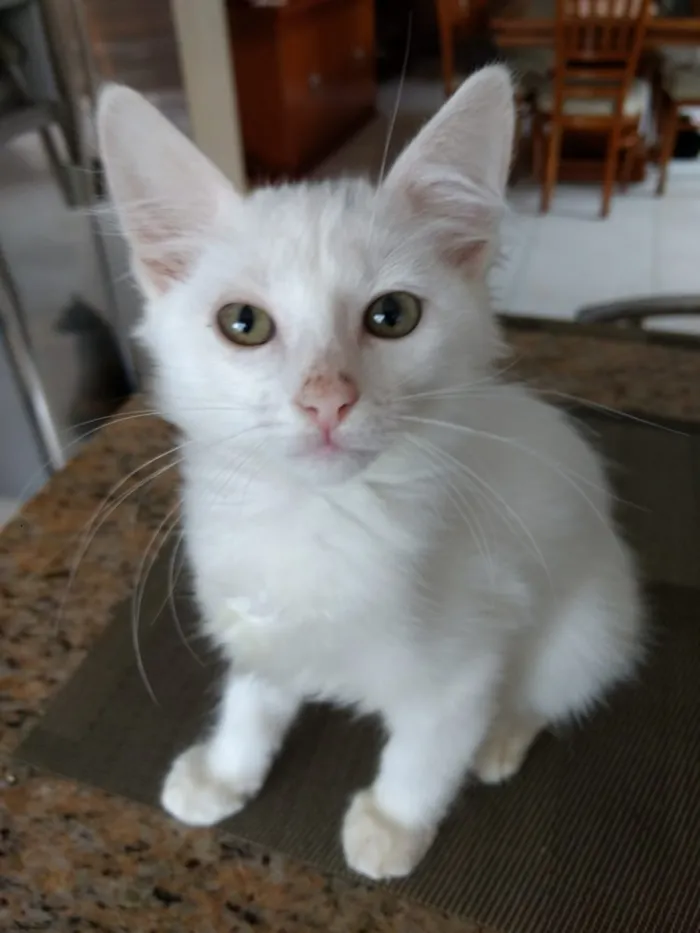 Gato ra a Srd  idade Abaixo de 2 meses nome Neve lindo bebê 