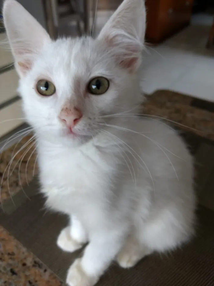 Gato ra a Srd  idade Abaixo de 2 meses nome Neve lindo bebê 