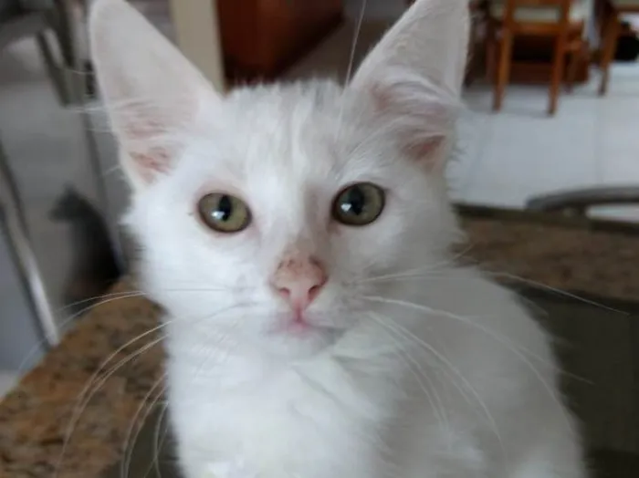 Gato ra a Srd  idade Abaixo de 2 meses nome Neve lindo bebê 