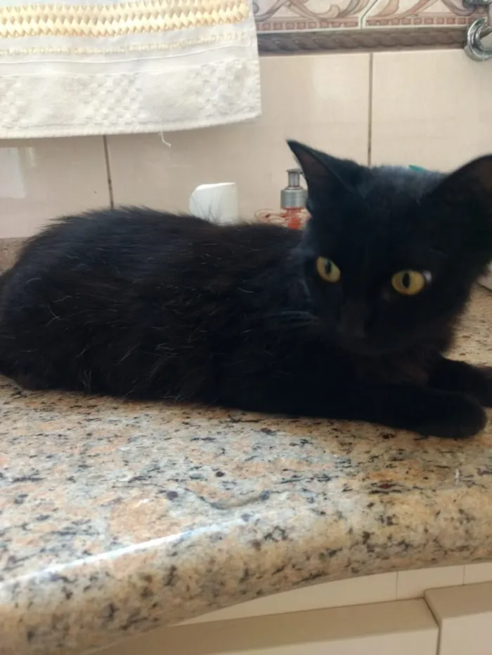 Gato ra a Srd idade 2 a 6 meses nome Misty Linda bebê