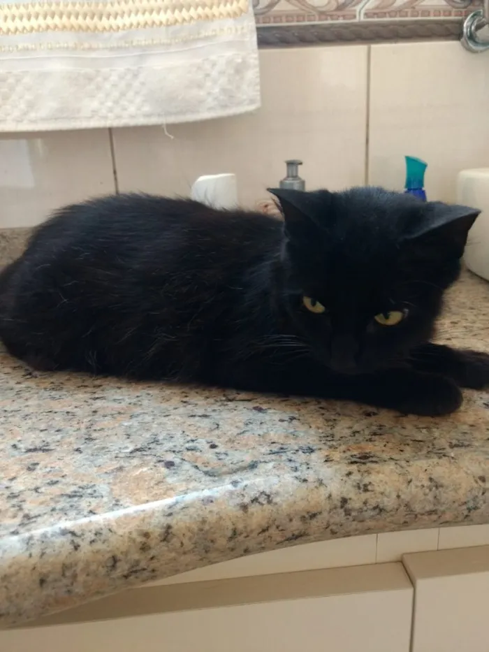 Gato ra a Srd idade 2 a 6 meses nome Misty Linda bebê