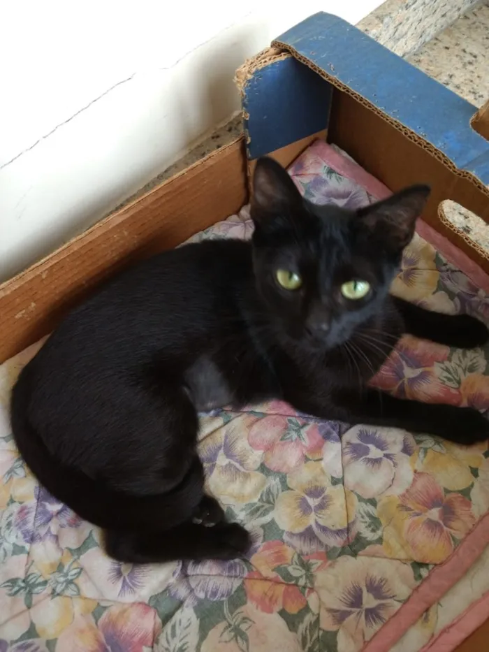 Gato ra a Srd idade 2 a 6 meses nome Misty Linda bebê