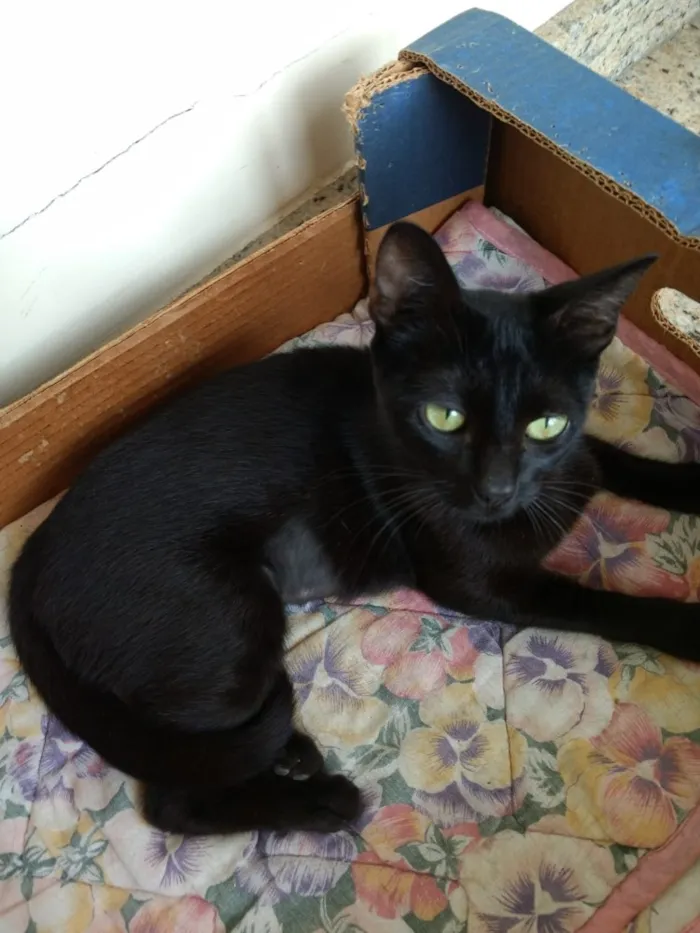Gato ra a Srd idade 2 a 6 meses nome Misty Linda bebê