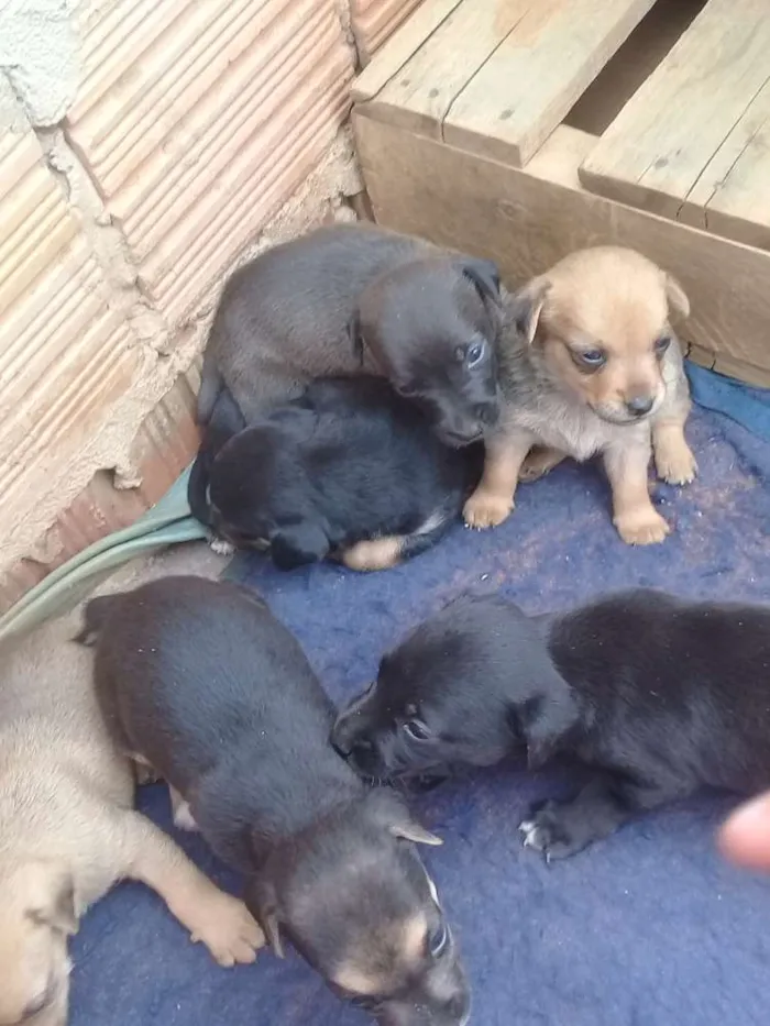 Cachorro ra a Vira lata idade 2 a 6 meses nome Cachorros