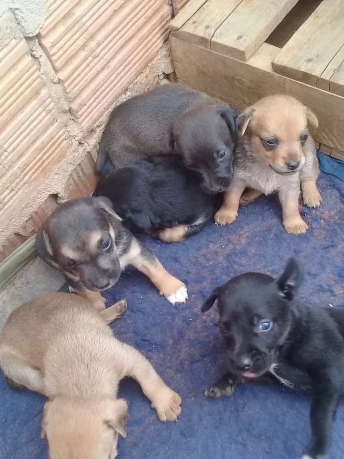 Cachorro ra a Vira lata idade 2 a 6 meses nome Cachorros