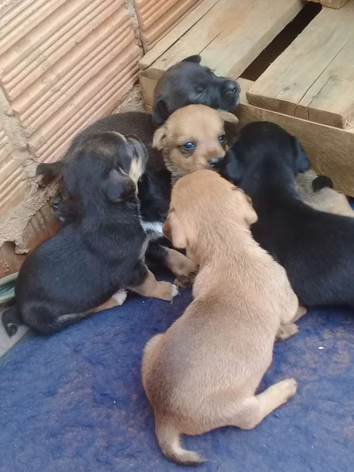 Cachorro ra a Vira lata idade 2 a 6 meses nome Cachorros