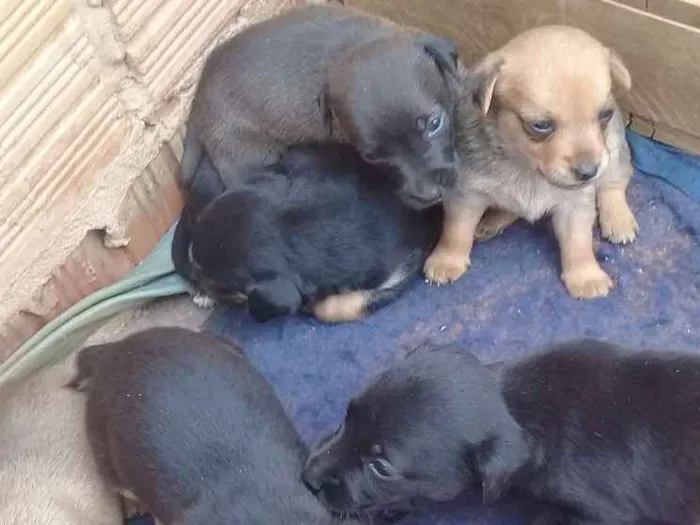 Cachorro ra a Vira lata idade 2 a 6 meses nome Cachorros