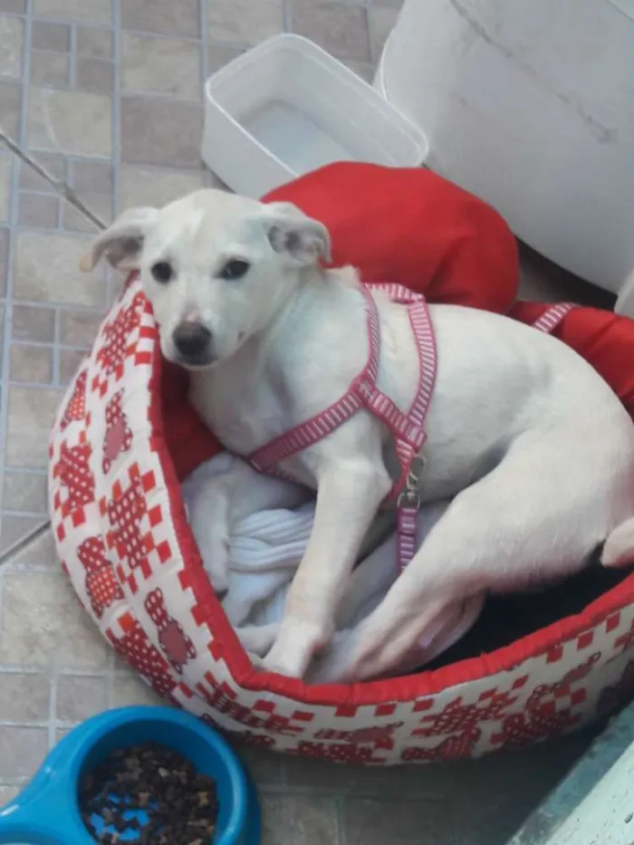 Cachorro ra a Vira lata idade 7 a 11 meses nome Maze