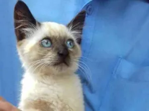 Gato raça Siamês  idade Abaixo de 2 meses nome Fofo peludinho bebê 