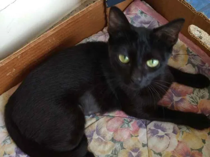 Gato ra a Srd idade 2 a 6 meses nome Misty Linda bebê