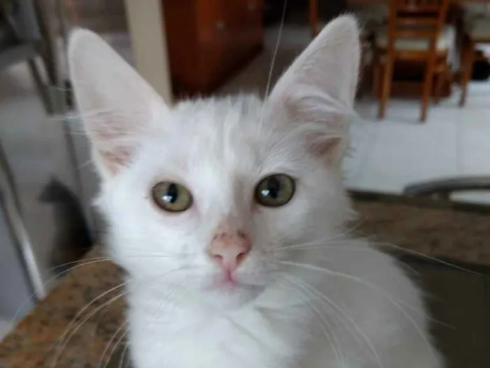 Gato ra a Srd  idade Abaixo de 2 meses nome Neve lindo bebê 