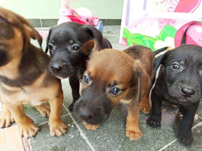 Cachorro ra a Vira lata idade 2 a 6 meses nome Sem nome - Filhotes