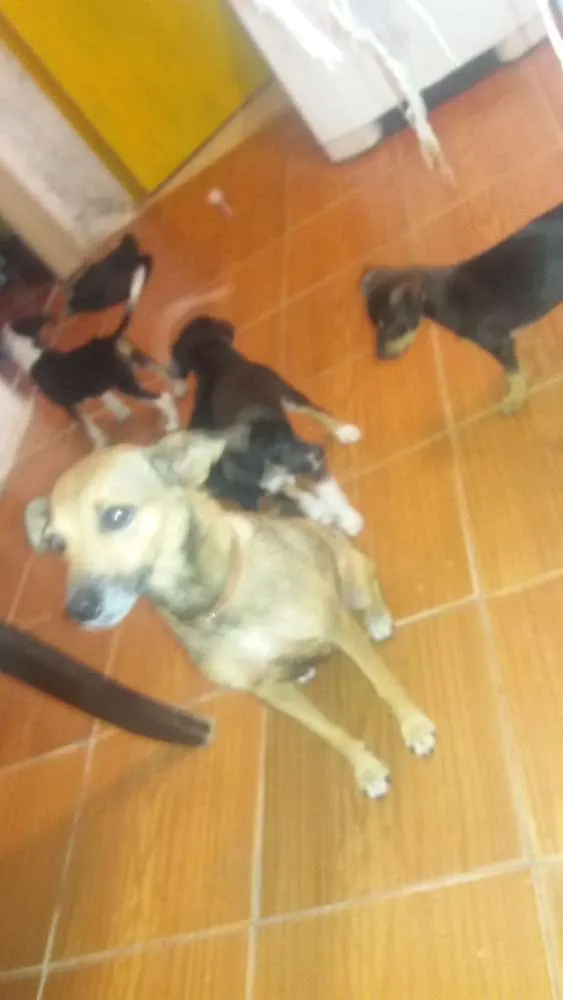 Cachorro ra a Viralata idade 6 ou mais anos nome Luna