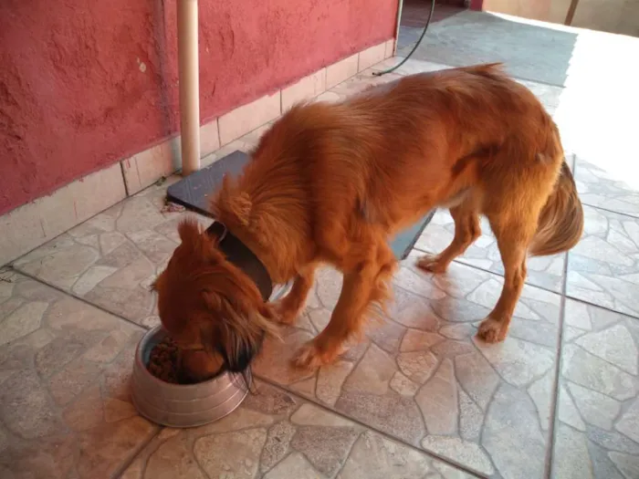 Cachorro ra a Mestiço idade 5 anos nome Spyke